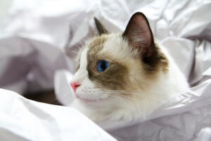 adotar-gato-ragdoll-1.jpg