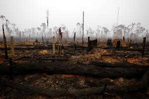 Se ve un tramo de la selva amazónica después de un incendio en Boca do Acre, estado de Amazonas, Brasil, 24 de agosto de 2019.
