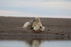osos-refugio-alaska.jpg