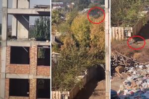 Perrito se lanza de un quinto piso y sale ileso
