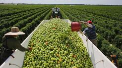 “Miles de empleos en riesgo”: el arancel de Trump al tomate mexicano tiene como su principal víctima a Sinaloa