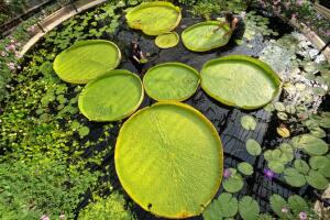 Kew Names Giant Waterlily Species New To Science