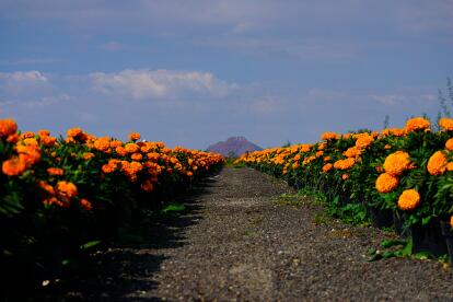 5 Aplicaciones Para Celebrar El Dia De Los Muertos 2019 Noticias Univision Tecnologia Univision Para esos días en los que te falta un poco de creatividad en el celular, tenemos para ti estos fondos de pantalla originales muy al estilo tumblr. celebrar el dia de los muertos 2019