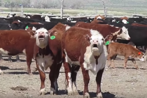 vaca-autotune.png