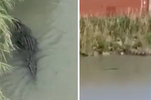 patrulla-fronteriza-lagartos2