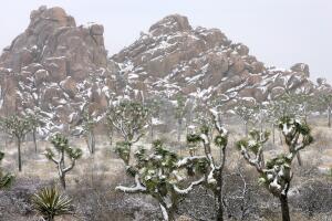 Late Southern California Winter Brings Snow to Joshua Tree National Park