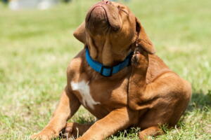 cachorro-se-cocando.jpg