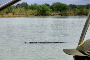 lagarto-patrulla-fronteriza