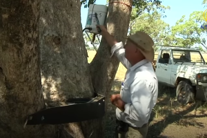 koalas-solucion-sed_2.png