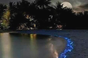 Bahía Bioluminiscente