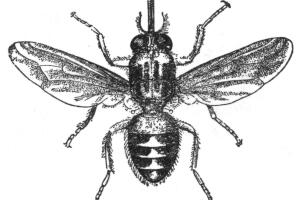 Tse-tse-Fliege.jpg