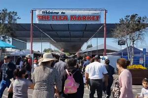 la pulga de san jose.jpg