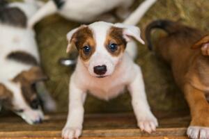 Amenaza provoca la evacuación de un refugio de animales en Phoenix