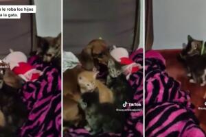 Perrita le roba sus hijos a una gatita y el video se viraliza en TikTok.