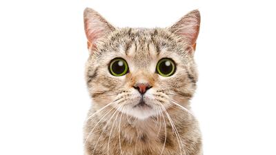 Los Gatos Tienen Vision Uv Y Gracias A Ella Pueden Ver Cosas Que Tu No Y No Son Fantasmas Explora Univision