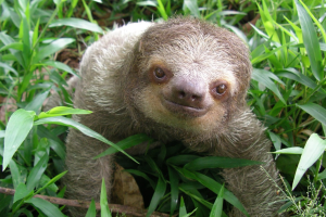 perezosos10.png