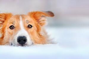 Cute dog border collie lying in the snow