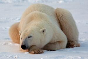 A polar bear waits next to the Hudson Ba