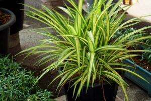 Dracena