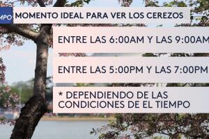 cherry blossom 3.jpg