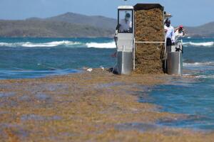 Martinique-ENVIRONMENT-sargassum