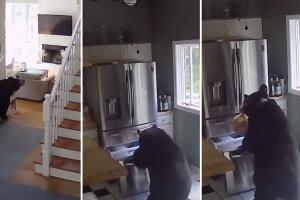 Captan a oso buscando comida en un refrigerador.