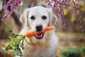 como-alimentar-sanamente-a-mi-perro-1.jpg