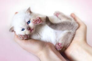 como-cuidar-a-un-gato-huerfano-1.jpg