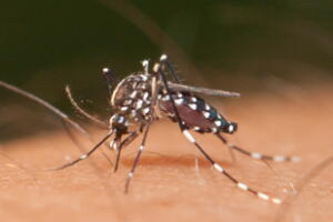 aedes-aegypti_2.jpg