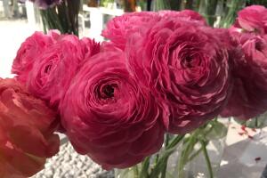 UNA DOCENA DE FLORES PARA MAMA /IMG_1601.JPG