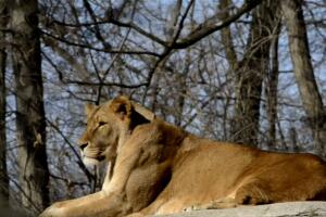 Dos leones dan positivo por COVID-19 en el zoológico de Pittsburgh