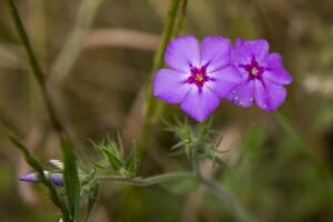 Las flores más silvestres de Texas