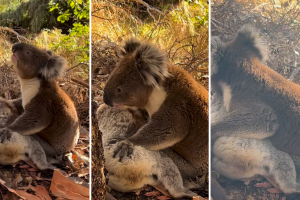 Koala ‘llora’ la muerte de su compañera: video se hace viral