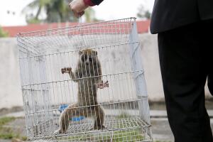 Animales