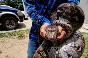 pitón reticulada Puerto Rico