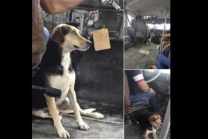 Perro en Tamaulipas se hace viral por acompañar a su dueño, un chofer de transporte público