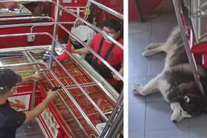 perrito_husky_robo.jpg