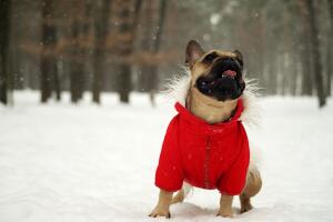 French bulldog in red jacket on the walk in forest
