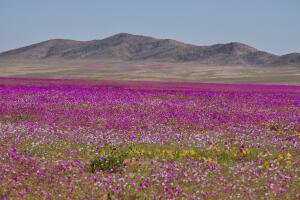 desierto-atacama-floreado_0.jpg