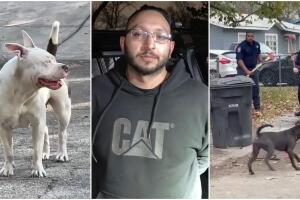 ataque perros muere anciano esposa pareja detenido San Antonio Texas American Staffordshire Terrier