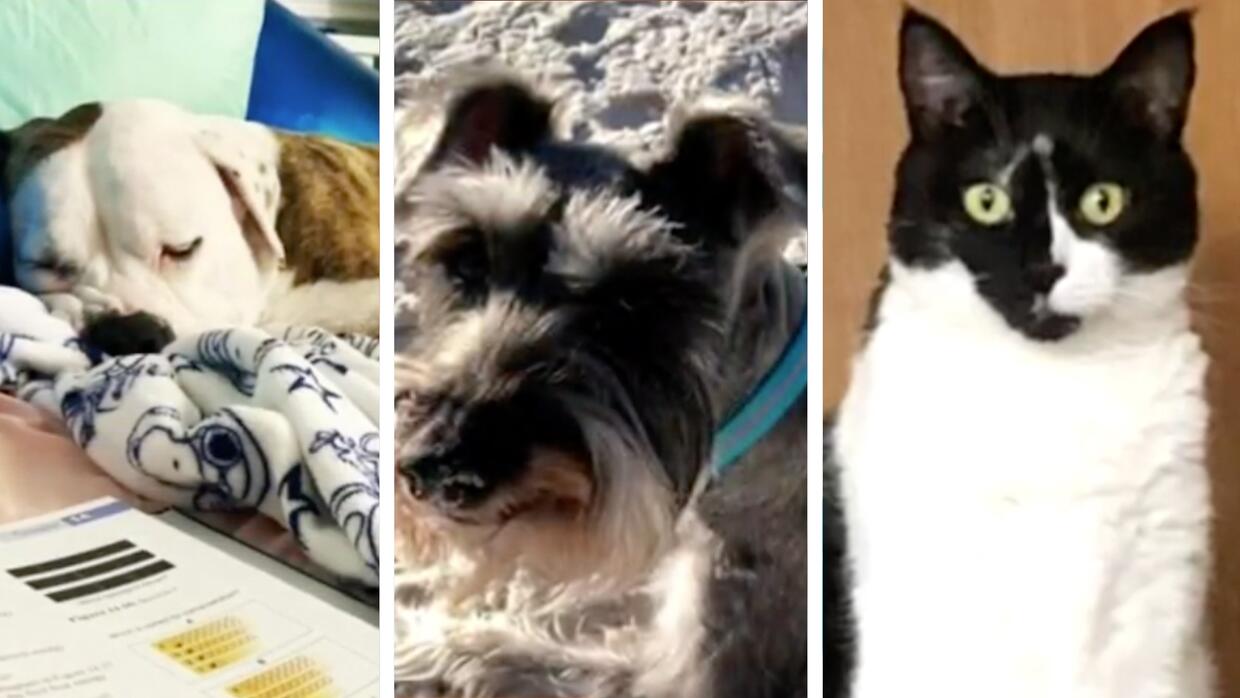 Derrumbe en Surfside Champlain Towers en Miami: las mascotas, entre ellos gatos, que quedaron atrás | Univision 23 Miami WLTV | Univision