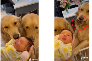 perritos_virales_titktok