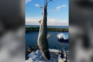 Tiburones capturados en Texas