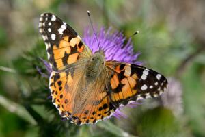 Painted lady or Cosmopolitan, Nymphalidae