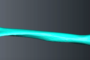 Hueso de la prehistoria