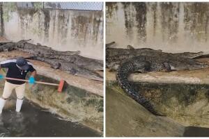 Cuidador de cocodrilos impacta al no tenerles miedo.