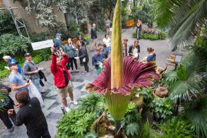 La 'flor cadáver' del Jardín Botánico de DC floreció en agosto de 2017. Su corta vida es de apenas 24 a 48 horas antes de que colapse.