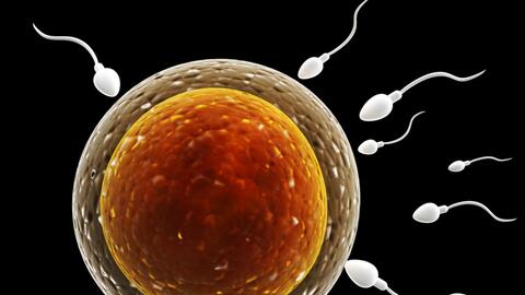 Cuantos Ovulos Tiene Una Mujer Explora Univision Cuantos Ovulos Tiene Una Mujer Explora Univision