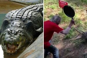 Con una sartén abuelito australiano se enfrentó a cocodrilo de más de 11 pies