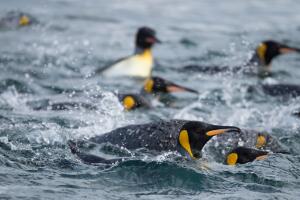 Swimming King Penguins